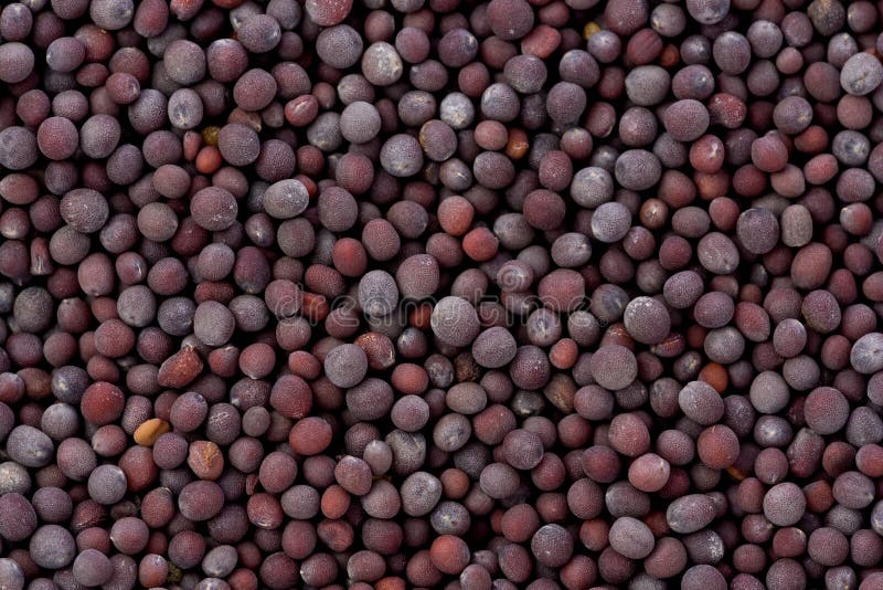 Black Mustard Seeds (Brassica Nigra) Stock Photography Image 22105072