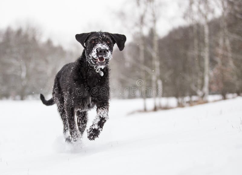 4,819 Black White Mutt Dog Stock Photos - Free & Royalty-Free Stock