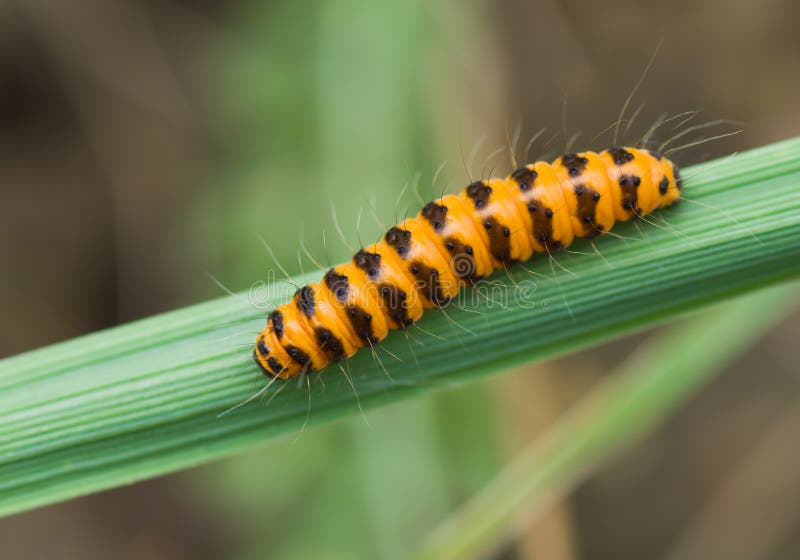 black mycket lilla orange band för caterpillaren royaltyfri bild black mycket lilla orange band för caterpillaren royaltyfri bild