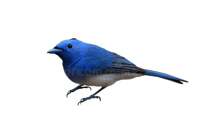 Hermoso azul pájaro.