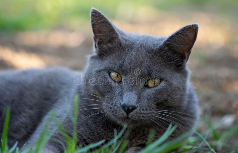 Black Nebelung Cat with Green Eyes Lying on Grass Land Stock Photo