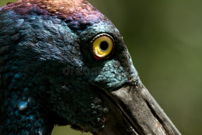 Black-necked Stork