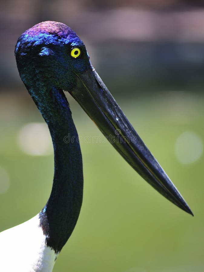 Black-necked stork