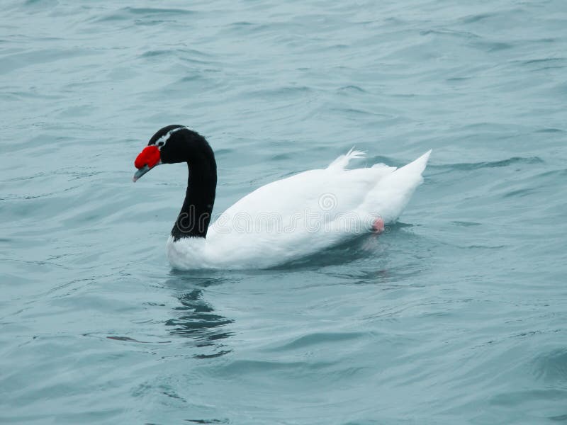 Black necked swan