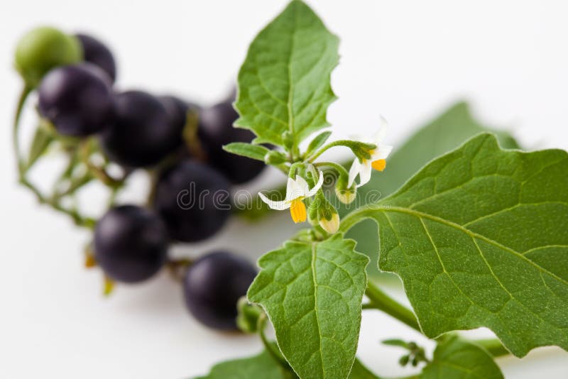 Black nightshade, blossoms, fruits, leaves, blossoms, poisonous royalty free stock images Black nightshade, blossoms, fruits, leaves, blossoms, poisonous royalty free stock images