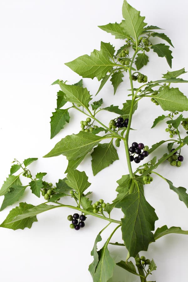 Black nightshade, blossoms, fruits, leaves, poisonous plant royalty free stock photos Black nightshade, blossoms, fruits, leaves, poisonous plant royalty free stock photos