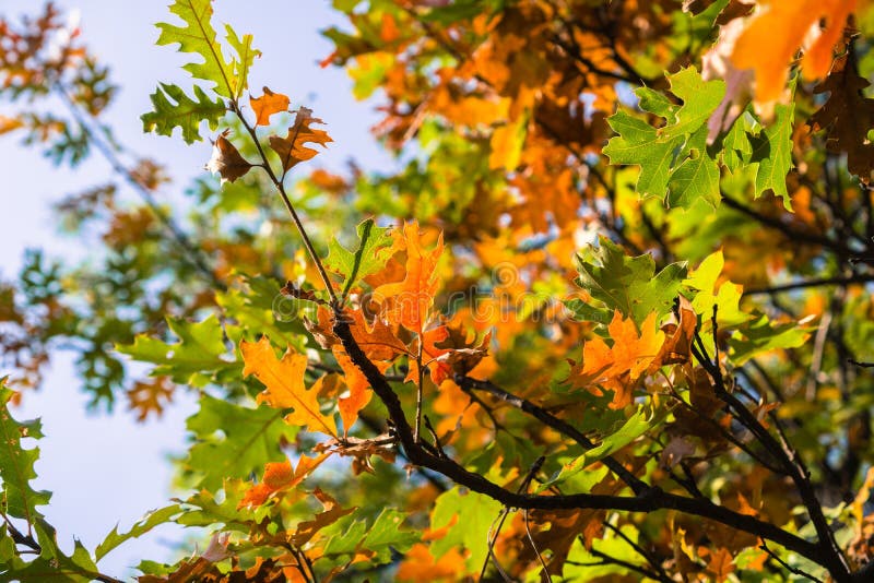 Black oak Quercus kelloggii leaves painted in autumn colors, Calaveras Big Trees State Park, California