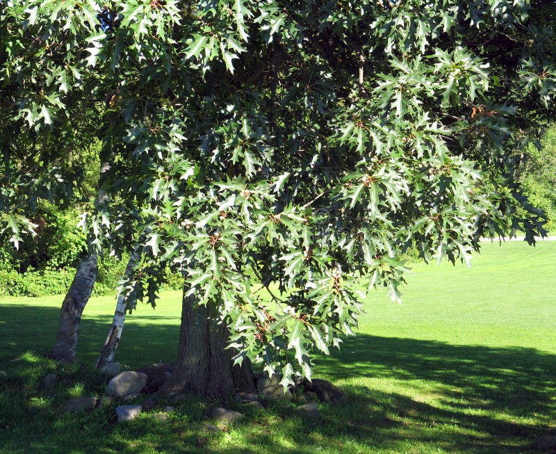 Black oak in the Sunshine stock photo. Image of tree 241667470
