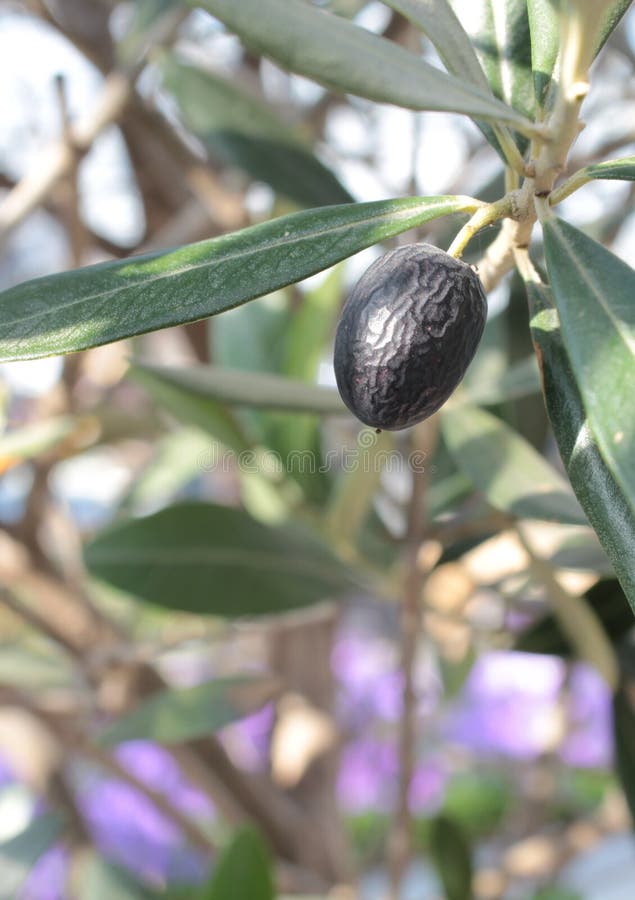 Black Olive stock image. Image of label, leaves, nature 36671369