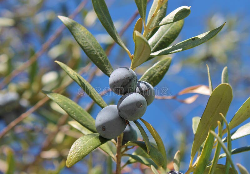 Olive Black Olives On Branch Of Olive Tree Background Stock Photo Image of flora, border 35496226