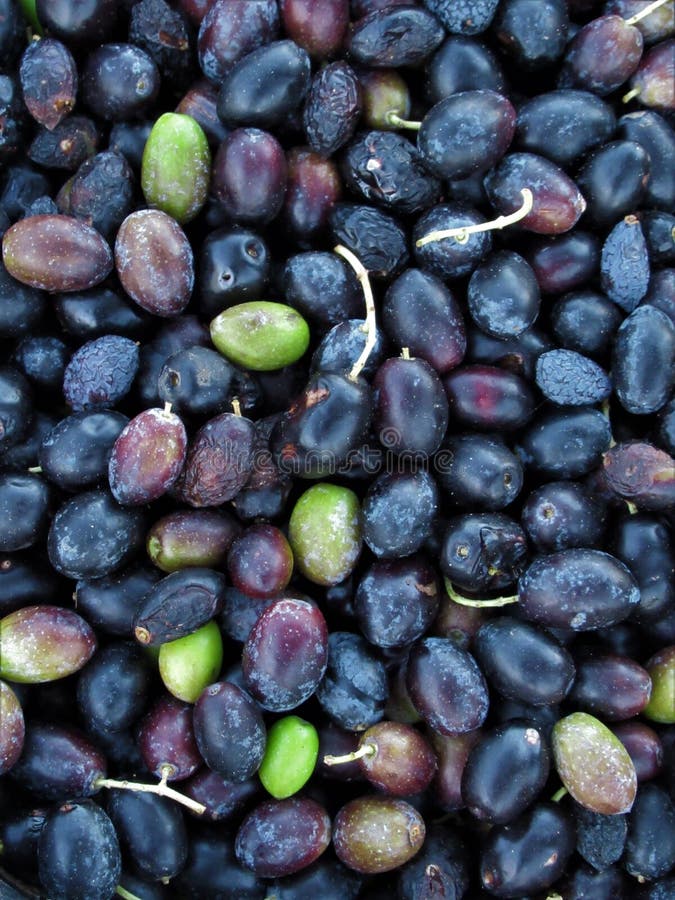 Black olives in a farm royalty free stock images Black olives in a farm royalty free stock images
