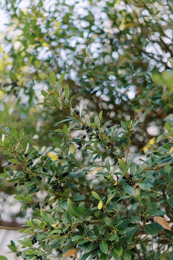 Black Olives Grow on Green Tree Branches in the Garden Stock Image Image of farm, fruit 302712007