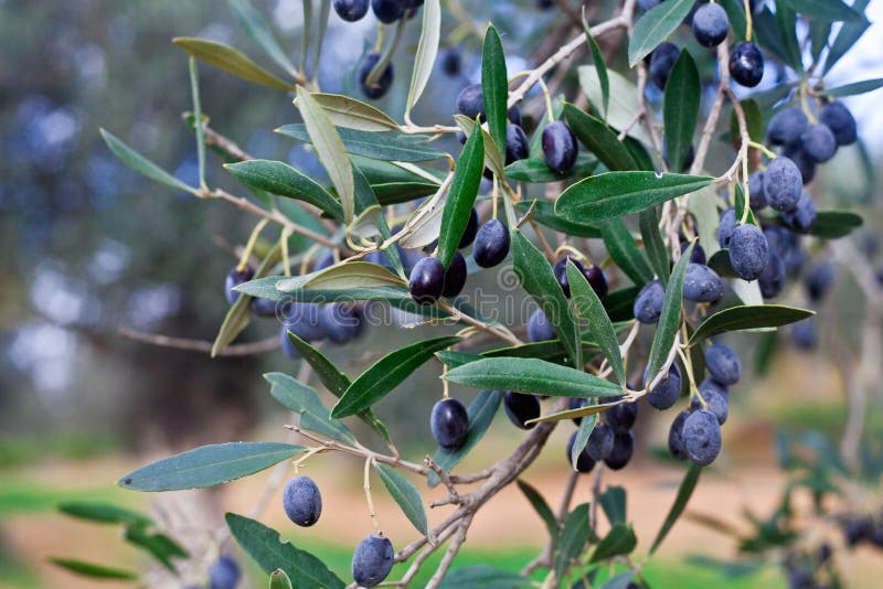 Black olives stock image. Image of beauty, close, plants 49492753