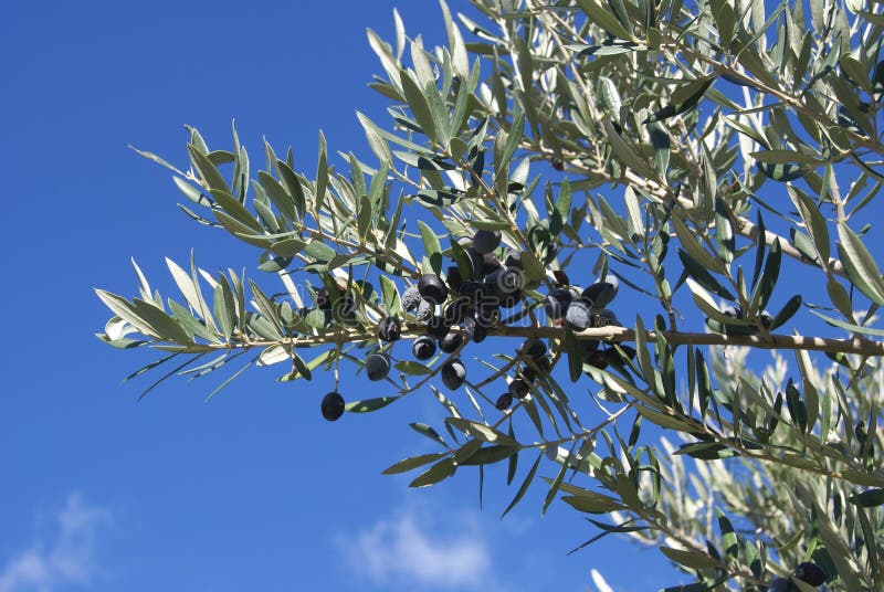 Olives Growing On Trees In A Grove In The Valley Of The Dragon