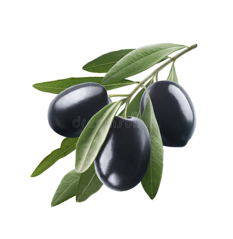 Black Olives Set Isolated on White Background Stock Photo Image of