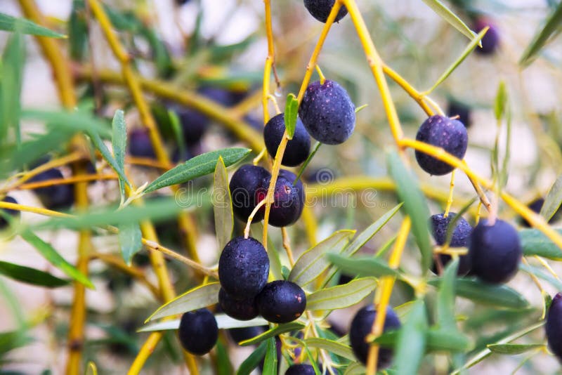 Black olives plant stock photo. Image of food, garden 56862094