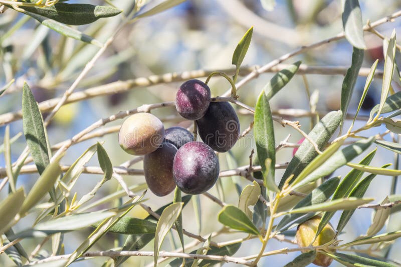 270 Black Olives Ripening Tree Stock Photos Free & RoyaltyFree Stock
