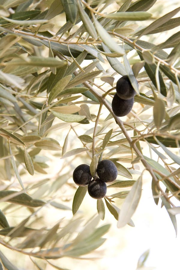 Black olives on tree stock photo. Image of north, healthy 3592386