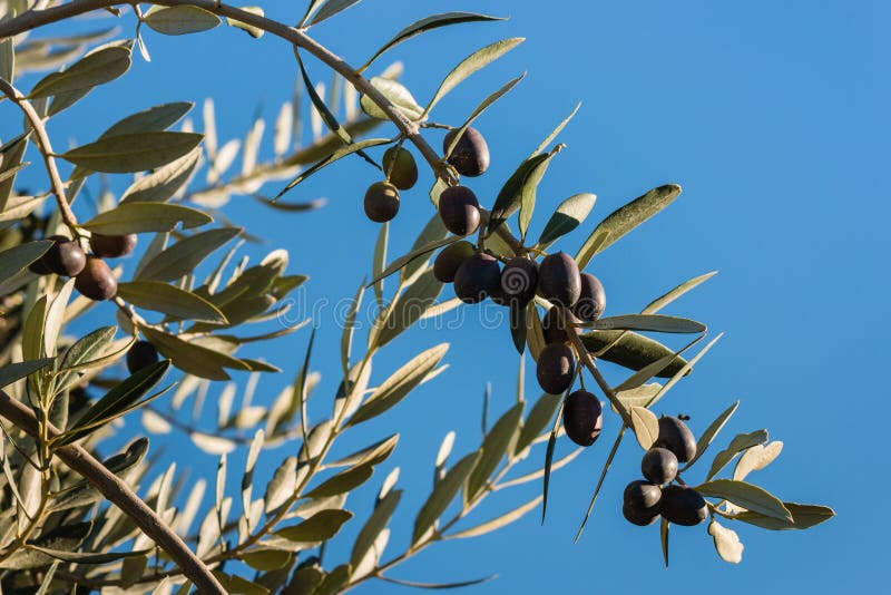 Black Olives Ripening on Olive Tree in Olive Grove Stock Photo Image