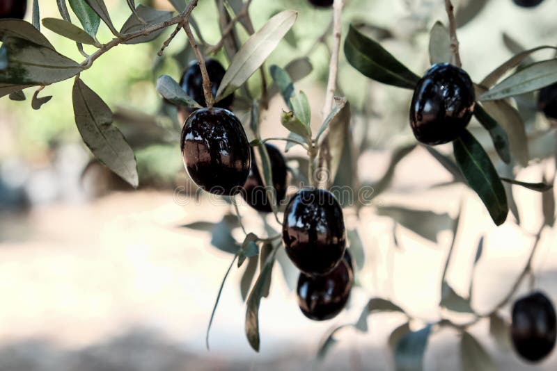 Black olives on the tree stock photo. Image of food 119470584