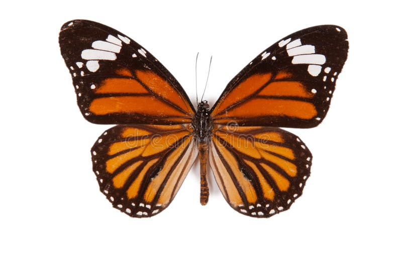 Black and orange butterfly Danaus genutia isolated