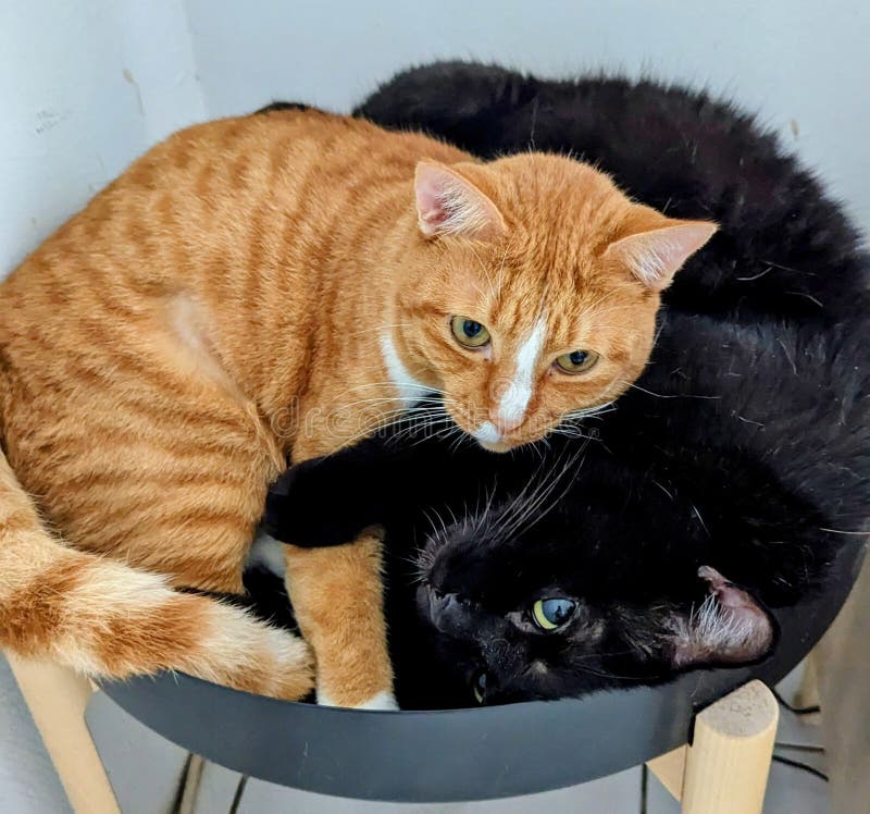 Two Orange Cats Running Down a Walkway Together in the Grass Stock