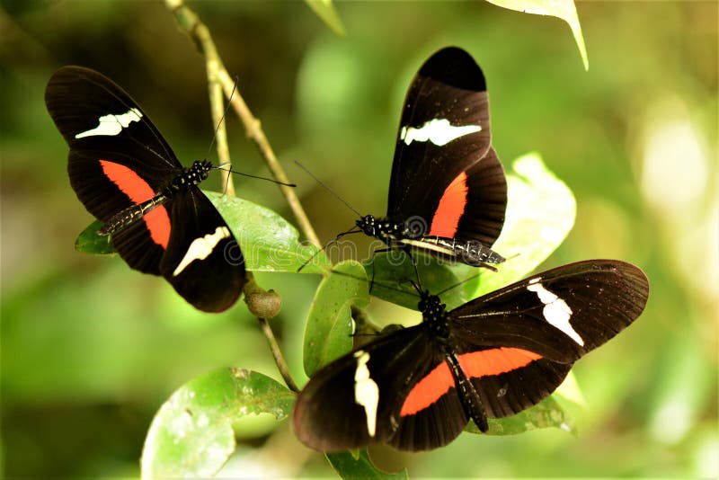 Dancing with Butterflies stock photo. Image of butterflies 31653806