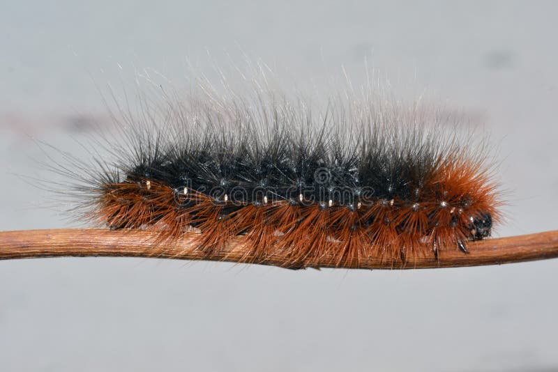 1 144 Orange Hairy Caterpillar Photos Free Royalty Free Stock Photos From Dreamstime