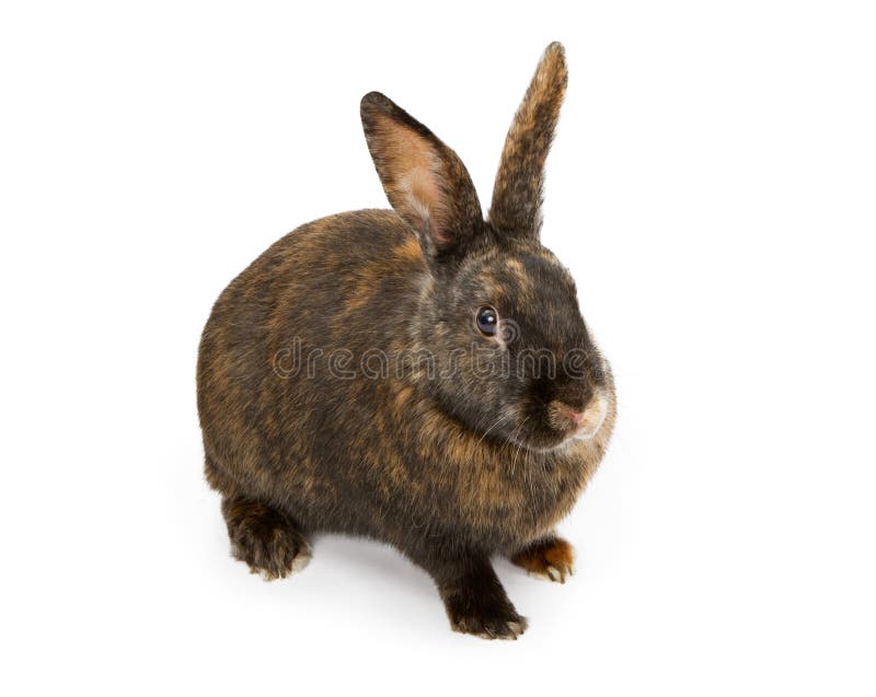 A Black and Orange Rabbit Isolated on White