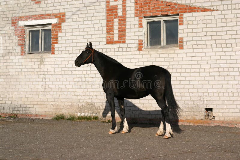 Black Orlov trotter