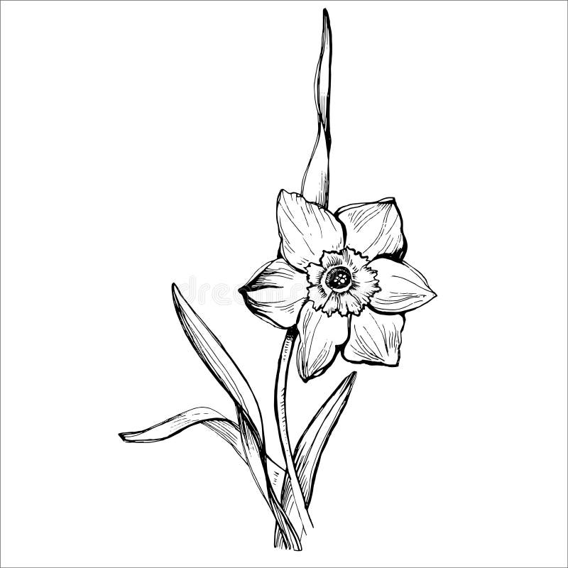 Ink Drawing Daffodil Stock Illustrations – 445 Ink Drawing Daffodil ...