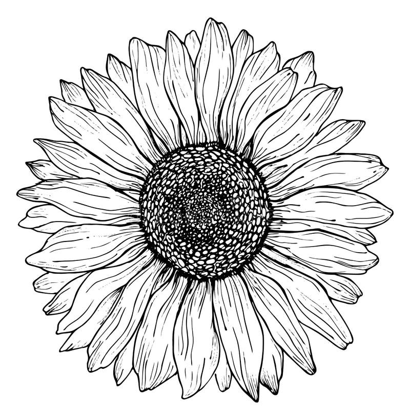 black outline sunflower line art isolated white background hand drawing botanical vector illustration hand drawing botanical 187913478
