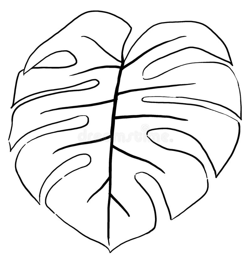 Black Outlines Tropical Monstera Leaf Illustration Stock Illustration