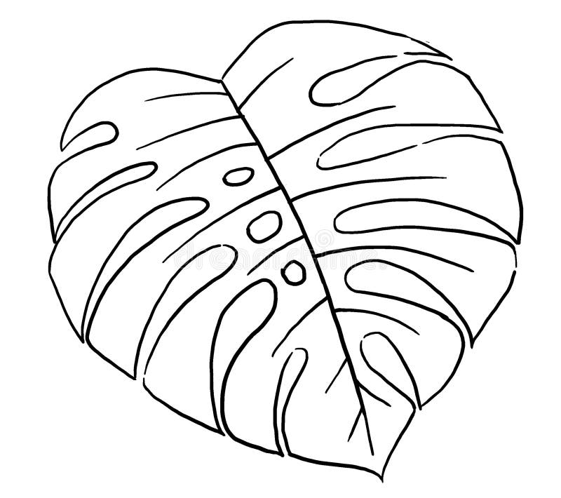 Black Outlines Tropical Monstera Leaf Illustration Stock Illustration