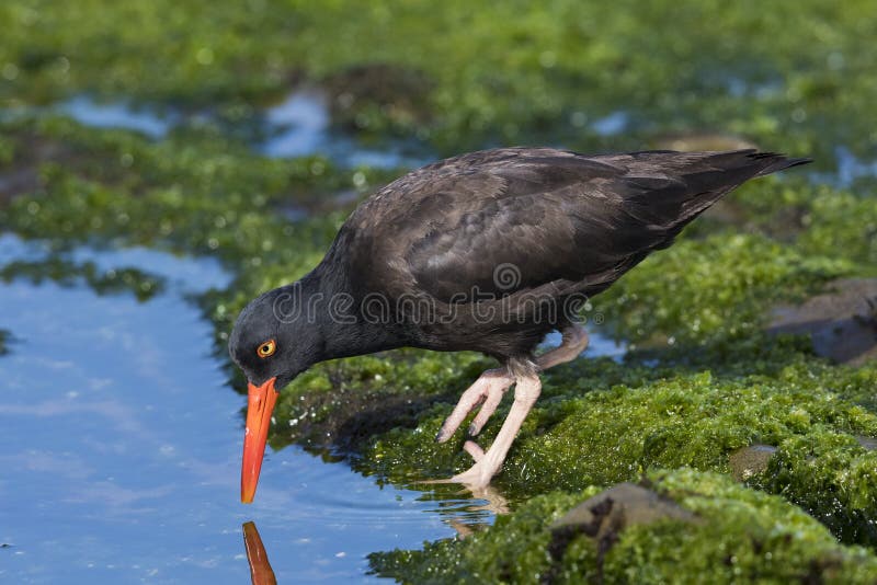 Black Oystercatcher foraging in a California tidal pool