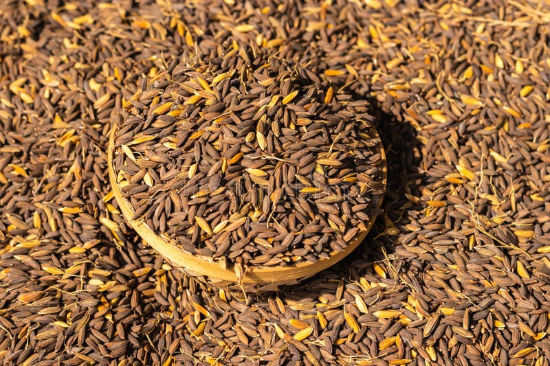 Black Paddy Rice Seeds in Bamboo Bowl from Top Angle at Day Stock Image