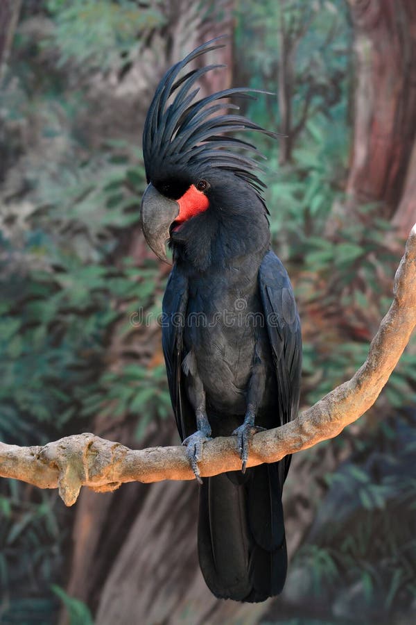 Black palm cockatoo stock photo. Image of colorful, cockatoo - 269803854