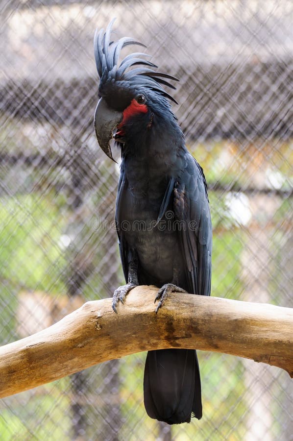 Black palm cockatoo stock photo. Image of nature, perching 32515340