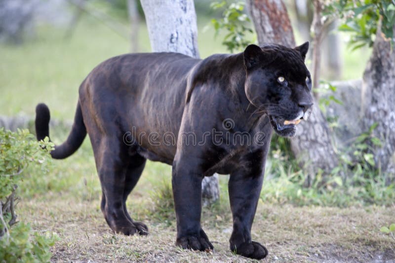 Negro pantera en bosque.