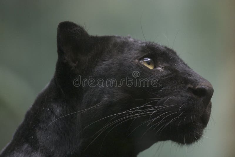 Black Panther