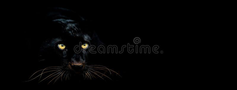 Black Panther with a Black Background Stock Illustration - Illustration of  panthera, isolated: 166337764