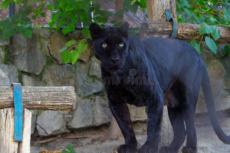A black panther stock photo. Image of face, background - 157995384