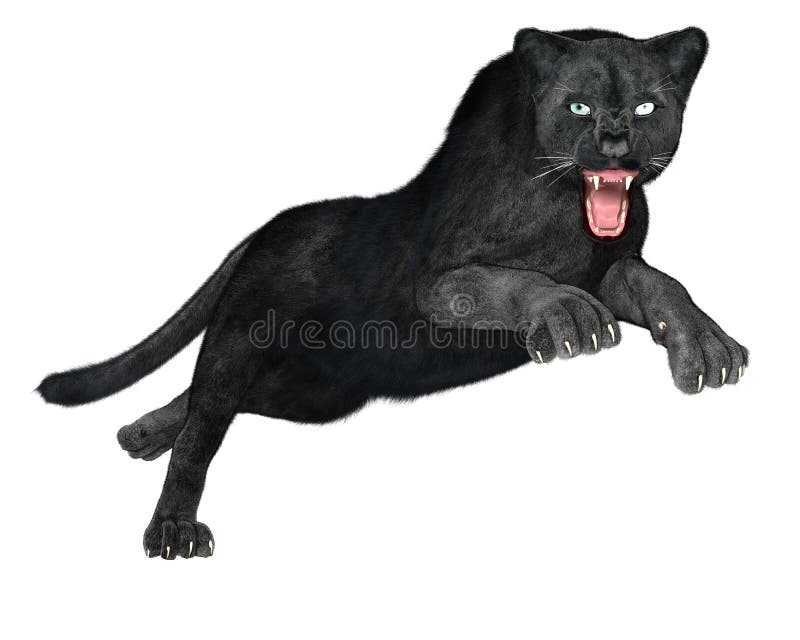 black panther animal hunting