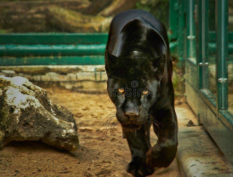 An exotic wild animal black panther also called as leopard and jaguar is characterized by a coat of black fur or large concentrations of black spots set against a dark background. An exotic wild animal black panther also called as leopard and jaguar is characterized by a coat of black fur or large concentrations of black spots set against a dark background.