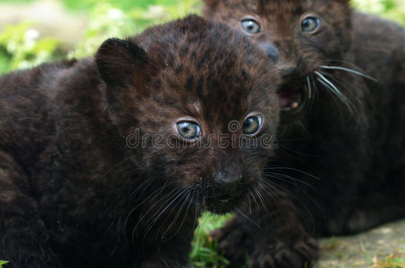 Black Panther Animal Baby