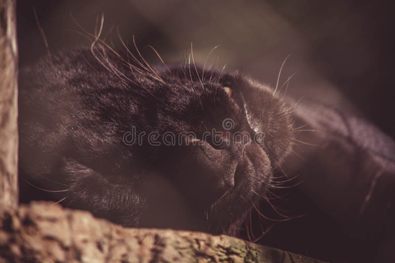 Black Panther Picture. Image 95165039