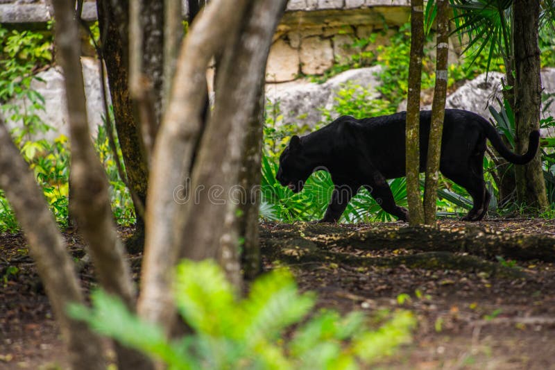 Black panther stock image. Image of mexico, great, desert 56668945