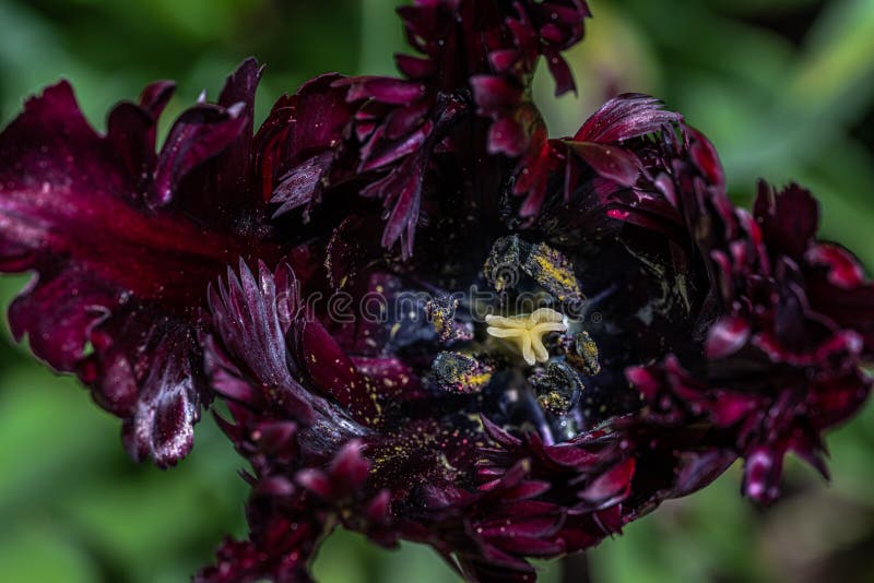 Black Parrot Tulip Flower stock photo. Image of purple 247990886
