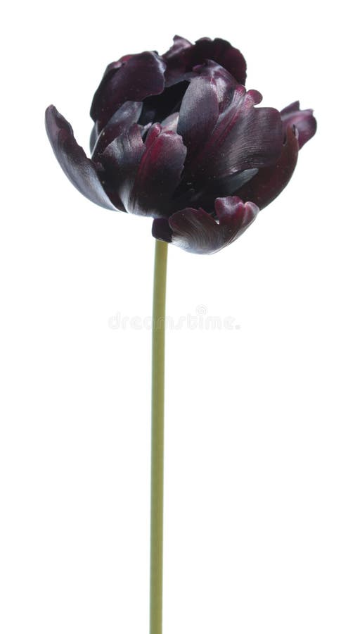 Black Parrot tulip flower isolated on white royalty free stock photo Black Parrot tulip flower isolated on white royalty free stock photo