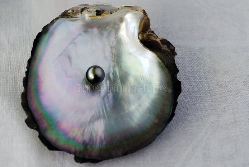 black pearl oyster shell